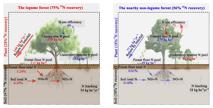图2. 豆科林和非豆科林氮循环示意图