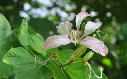 羊蹄甲-花_缩小大小.jpg