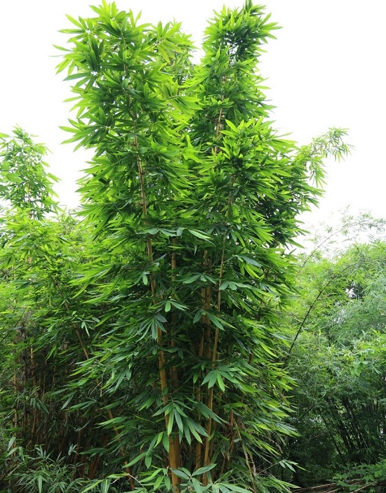 1.短枝黄金竹植株.jpg