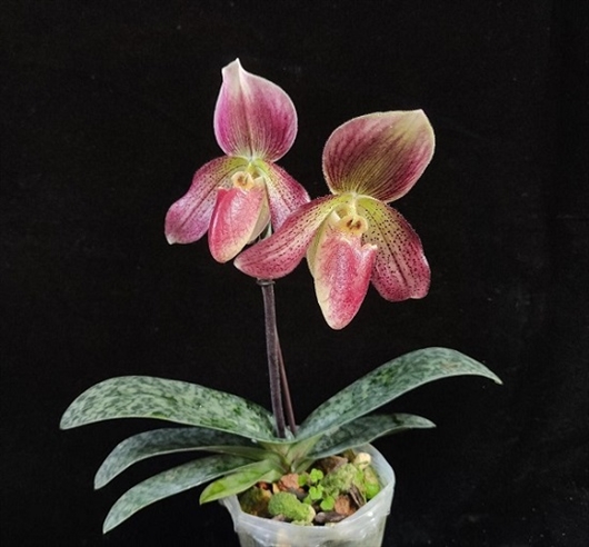 “斑蝶兜兰”。曾宋君团队 供图