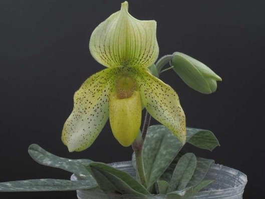 “玉莹兜兰”。曾宋君团队 供图