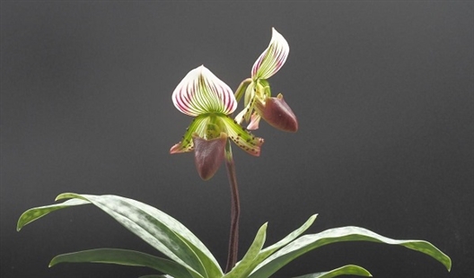 开双花的胼胝兜兰。曾宋君团队 供图